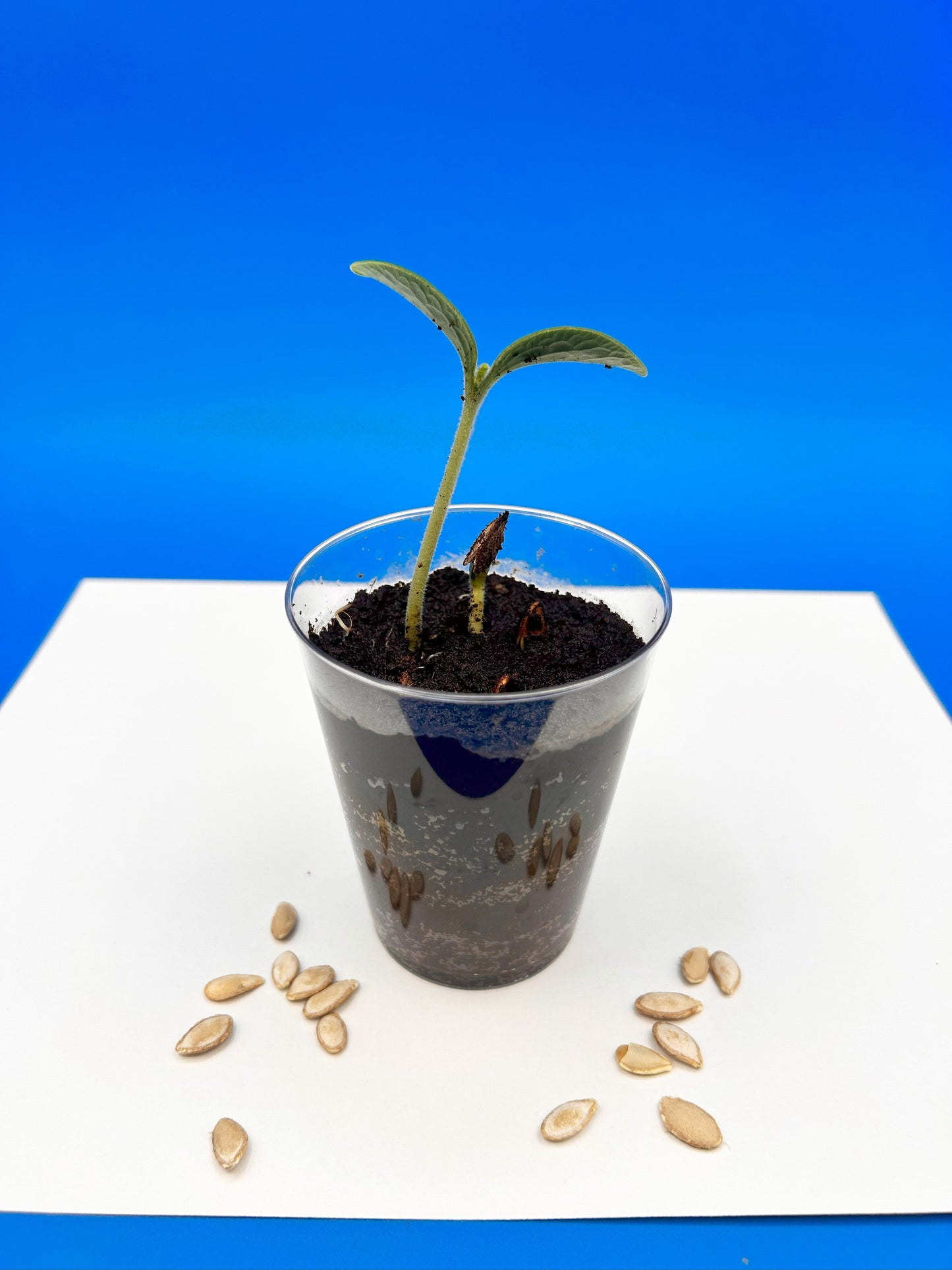 Planting squash seeds kids science experiment