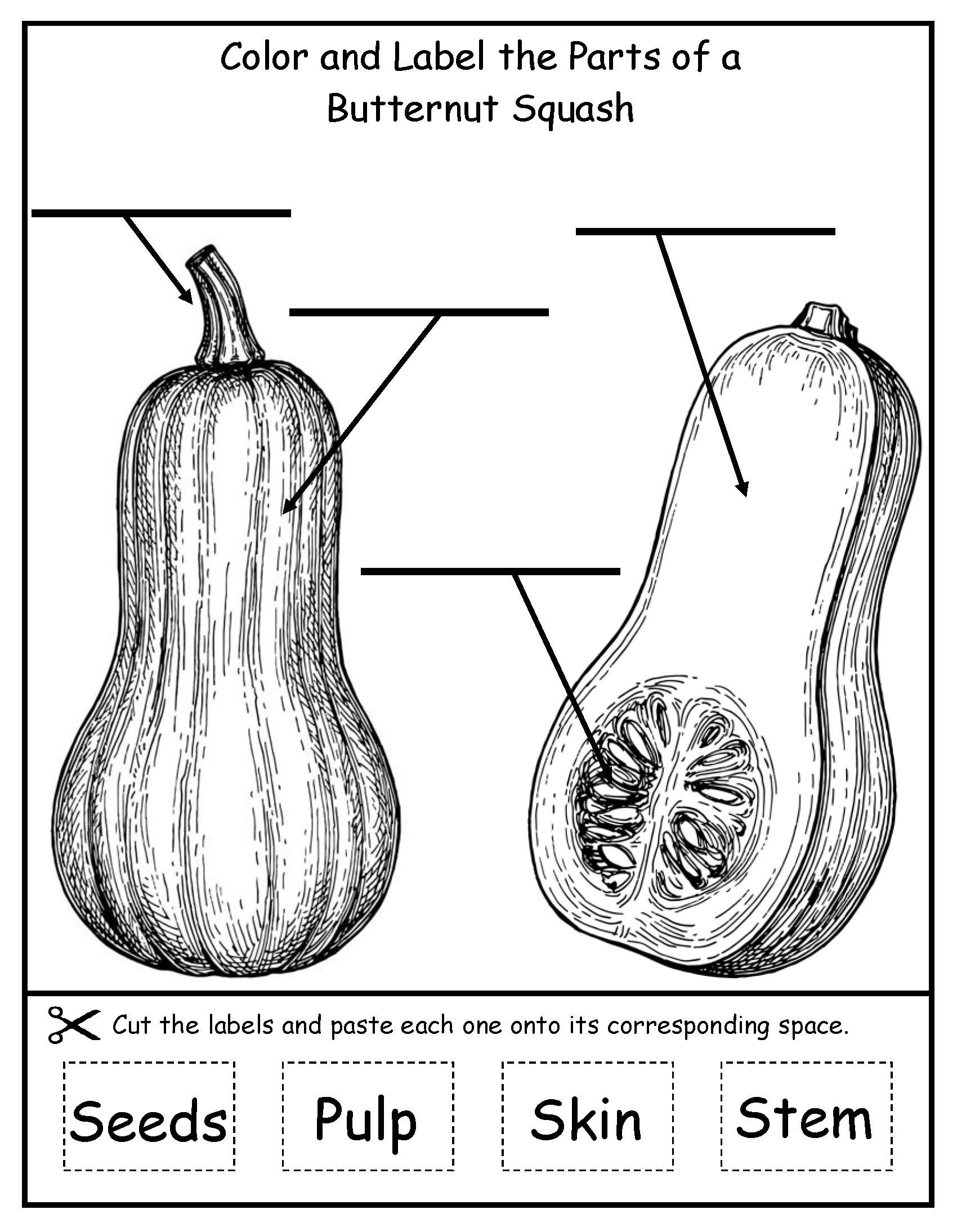 Parts of a squash