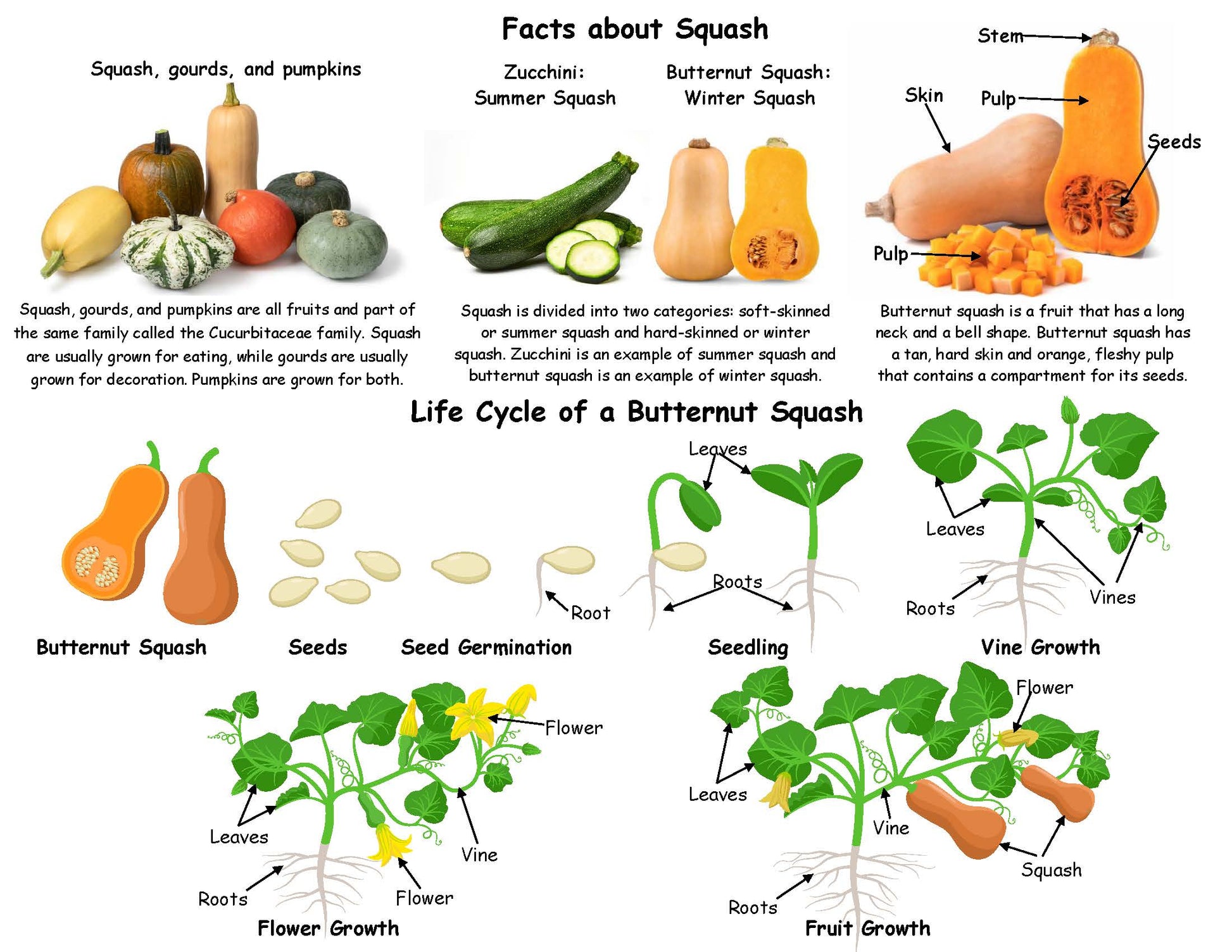 Facts about Squash and Life Cycle