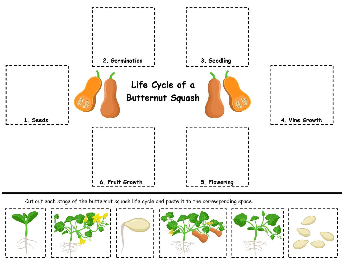 Squash Life Cycle Activity