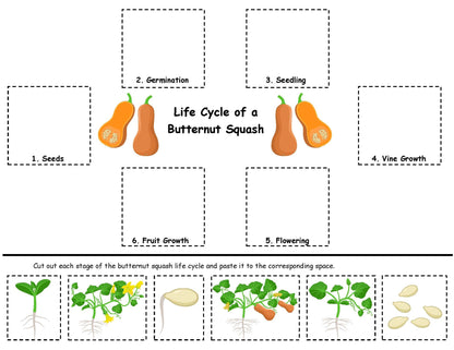 Squash Life Cycle Activity