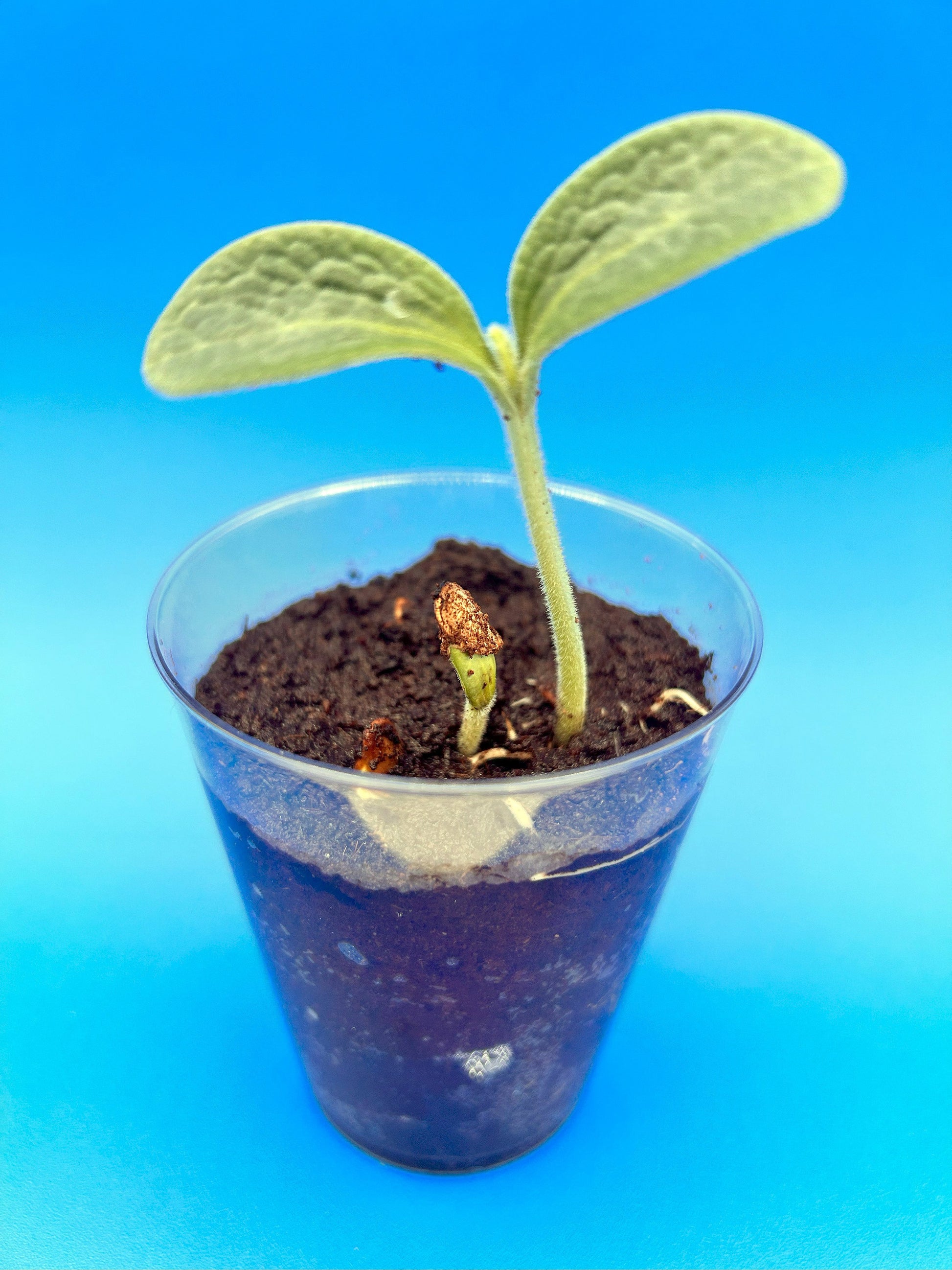 Squash plant