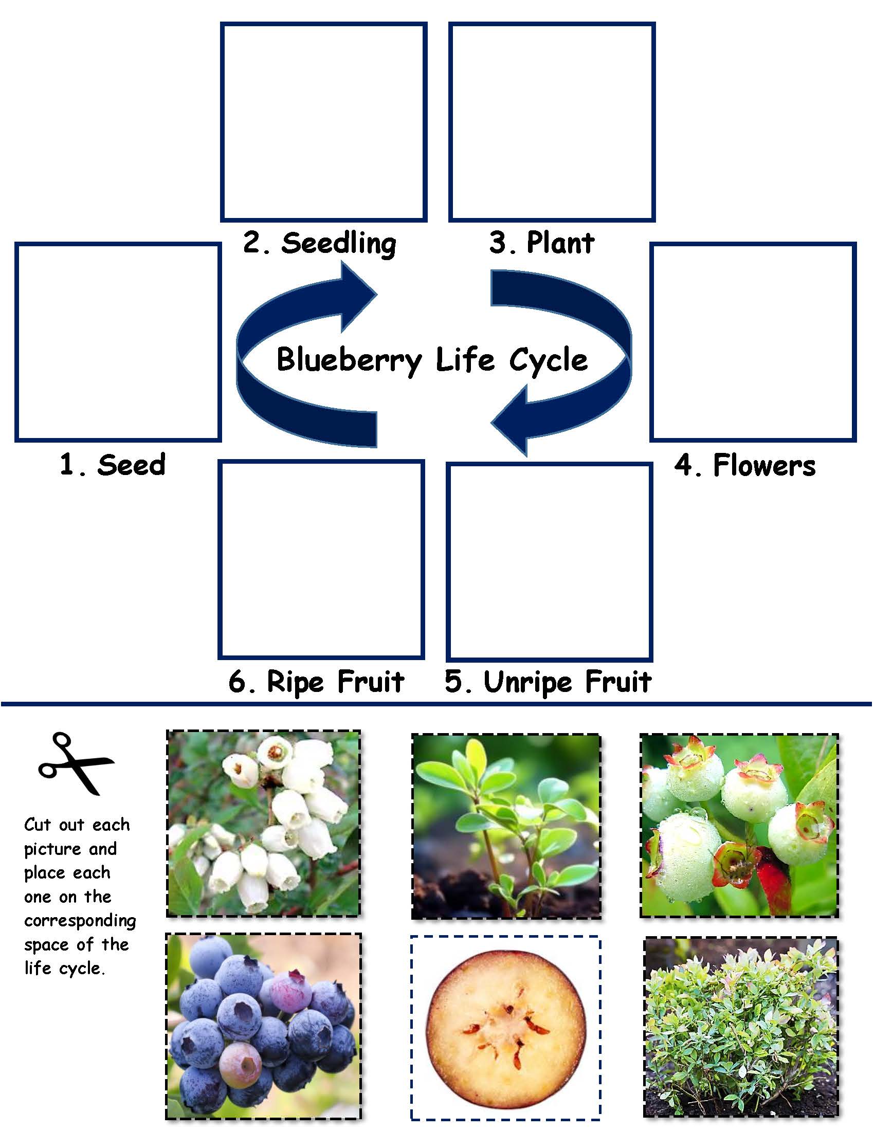 Blueberry Life cycle