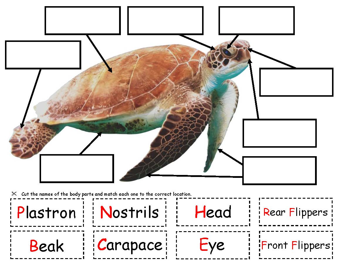 Ivy Kids Kit - One Tiny Turtle