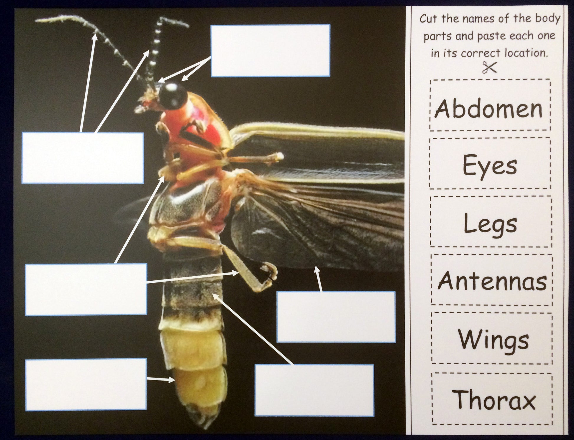 Science Activity - Learn about Fireflies Inspired by The Very Lonely Firefly by Eric Carle