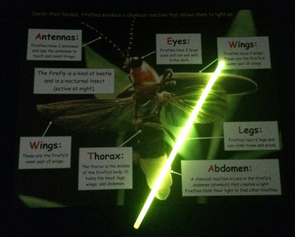 Science Activity - Learn about Fireflies Inspired by The Very Lonely Firefly by Eric Carle