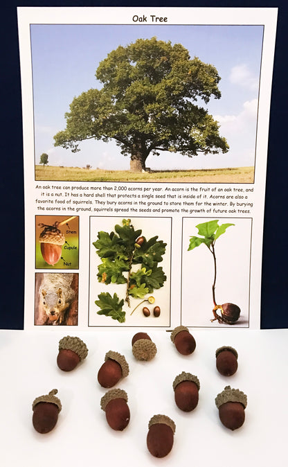 Ivy Kids Kit - Nuts to You!
