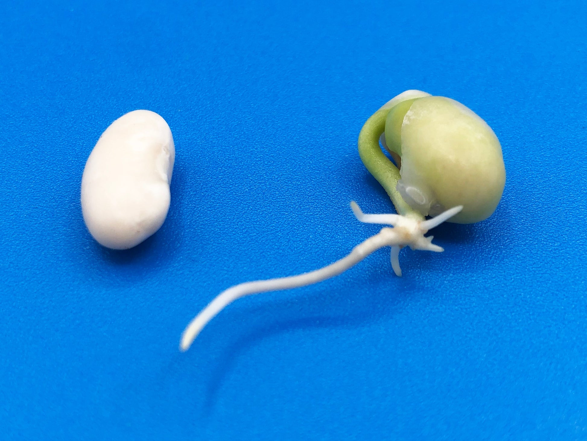 bean plant seed