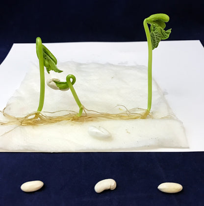 green bean germination bean plant
