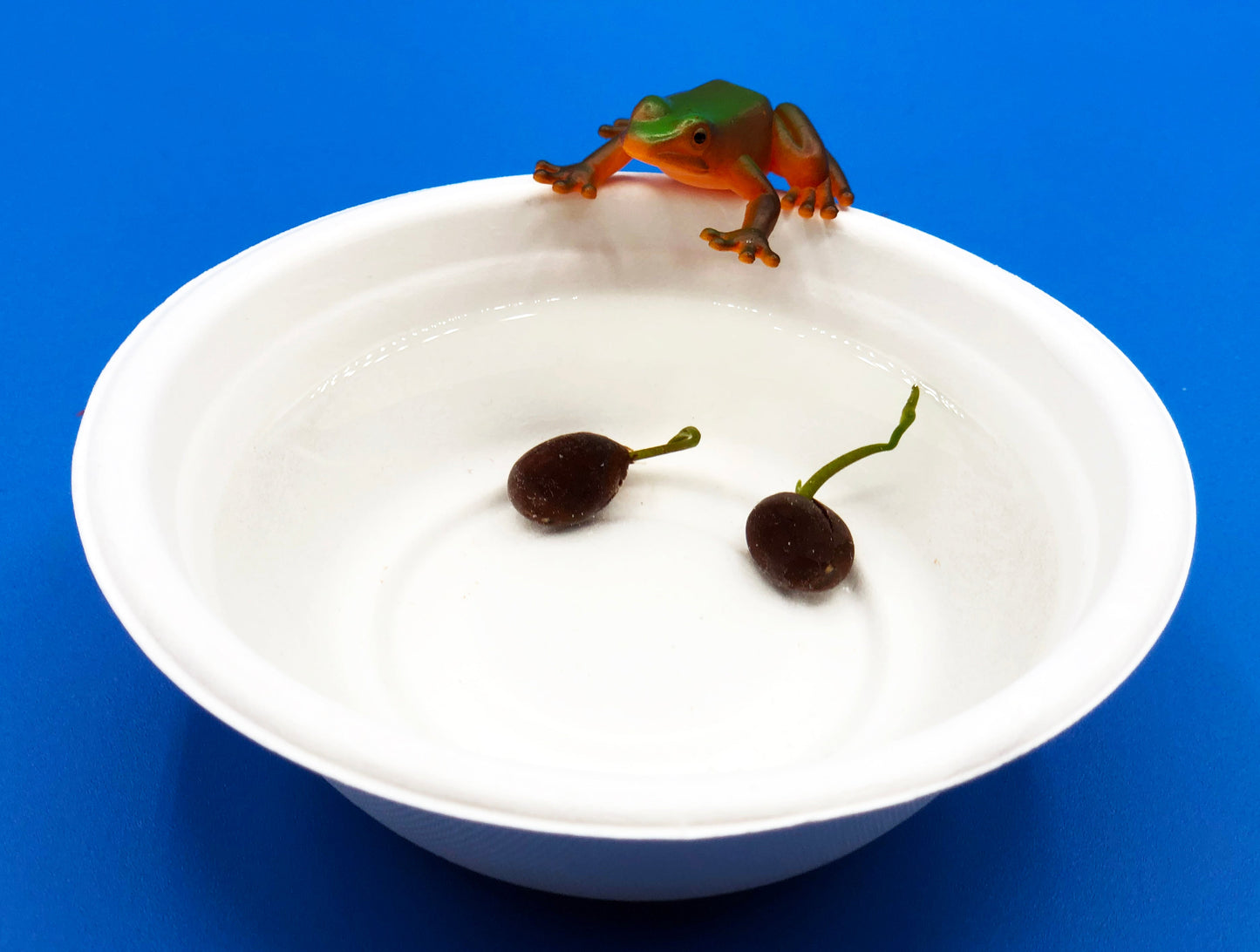 frog pond kids STEM activity