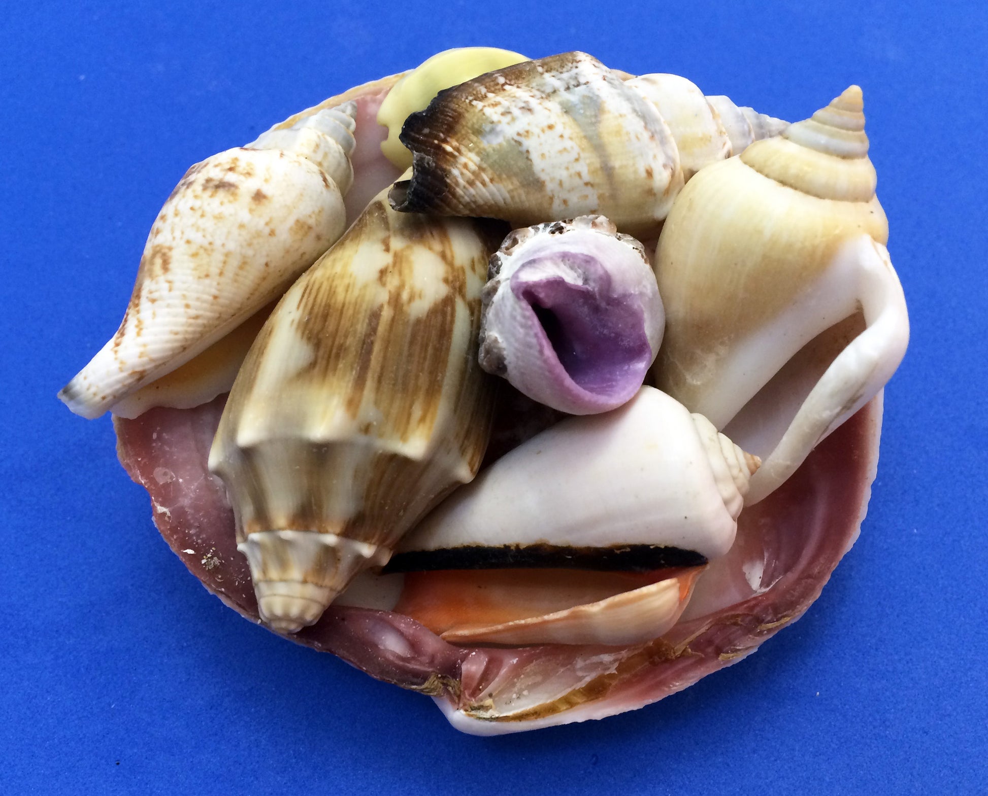 Science activity inspired by the book Over in an Ocean in a Coral Reef. Exploring seashells.