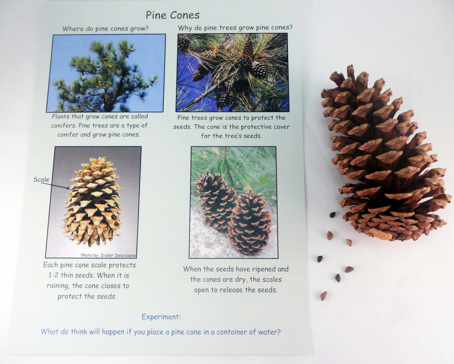 Ivy Kids Kit - Penguin and Pinecone